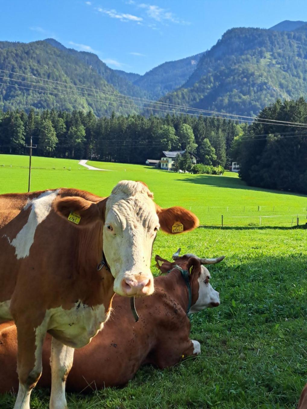 Ferienhof Brunbacher Wolfgangsee Saint Wolfgang Zewnętrze zdjęcie