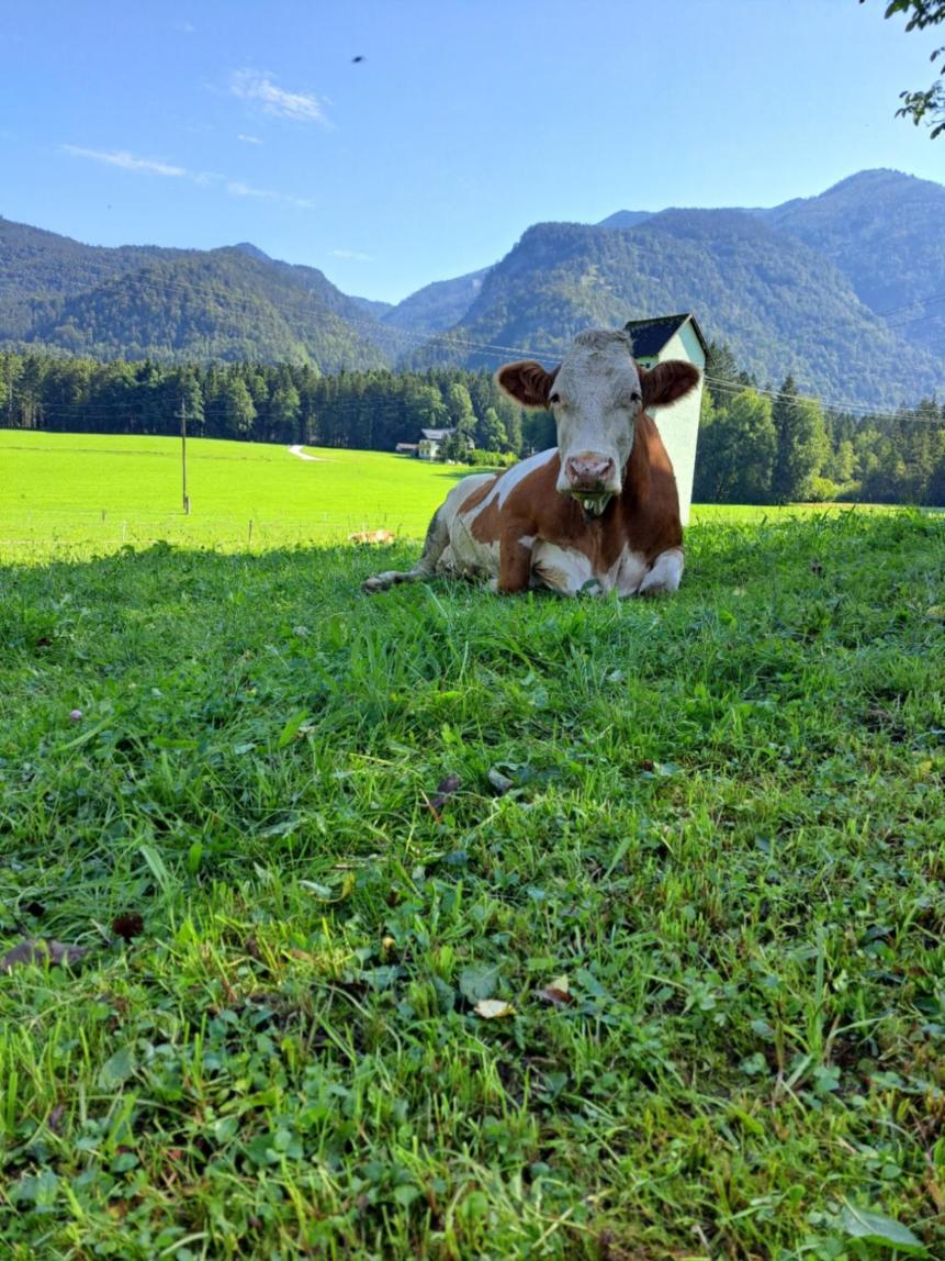 Ferienhof Brunbacher Wolfgangsee Saint Wolfgang Zewnętrze zdjęcie