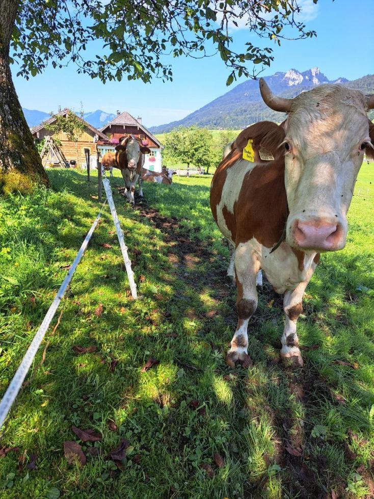 Ferienhof Brunbacher Wolfgangsee Saint Wolfgang Zewnętrze zdjęcie